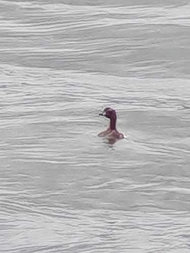 iNaturalist: (c) chisu_lavender, some rights reserved (CC BY-NC) iNaturalist image