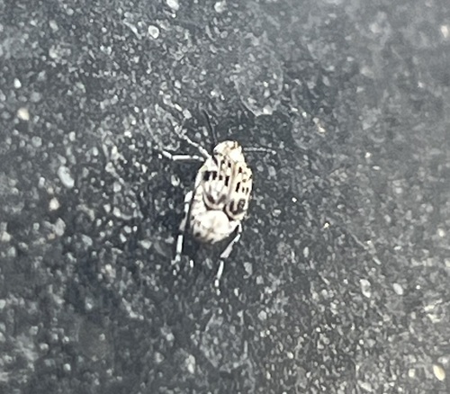 Prosopis Seed Beetle