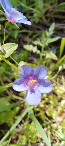 Blue Scarlet Pimpernel