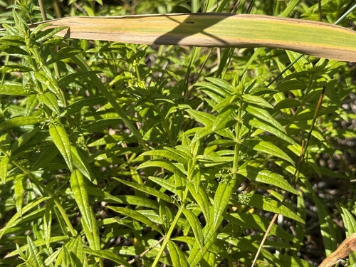 Rubia jesoensis observed 2026-09-01