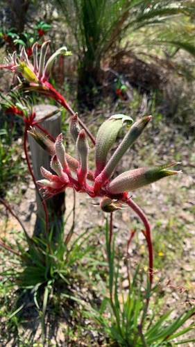 Anigozanthos manglesii, photograph 2