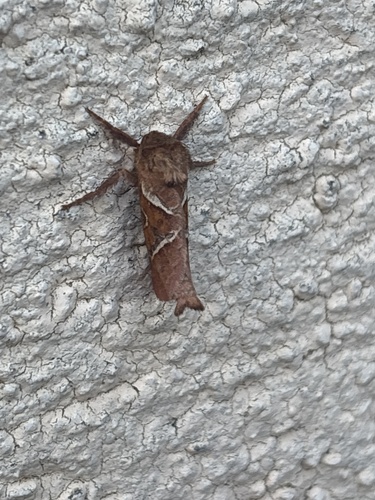Orange Swift