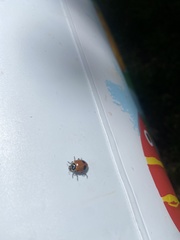 Hippodamia glacialis