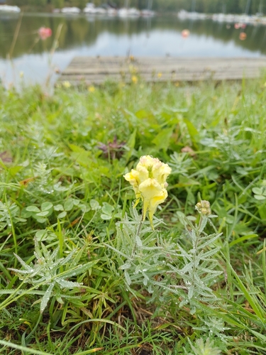 common toadflax