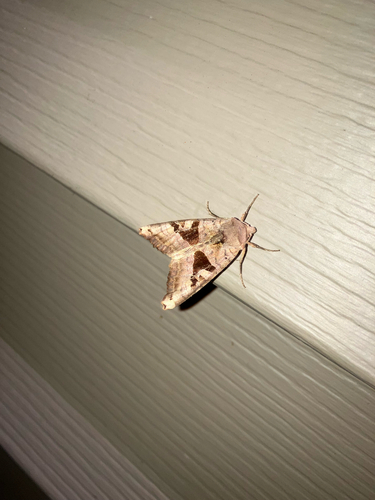 Brown Angle Shades photo 6