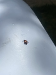 Hippodamia glacialis