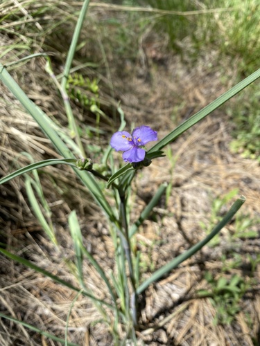 Western Spiderwort