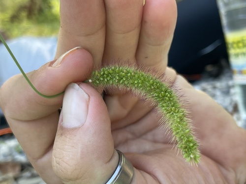 Green Bristle Grass