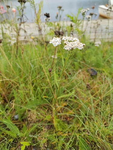 common yarrow