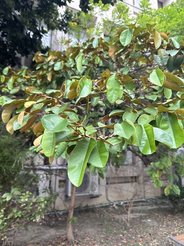 Chrysophyllum cainito observed 2026-09-09