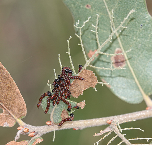 Oslar's Oakworm Moth