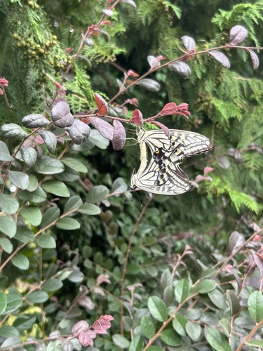 Chinese Yellow Swallowtail