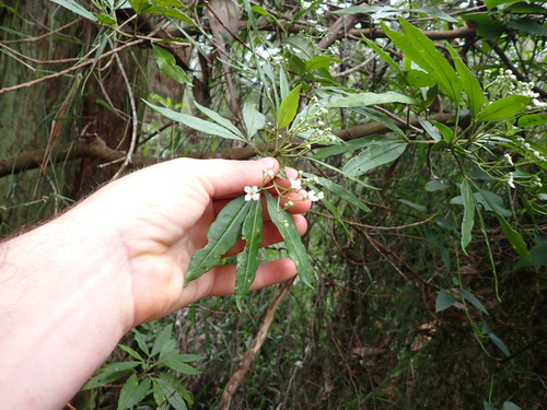 Zieria arborescens, photograph 3
