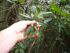 Zieria arborescens, photograph (c) Em Lamond, some rights reserved (CC BY)