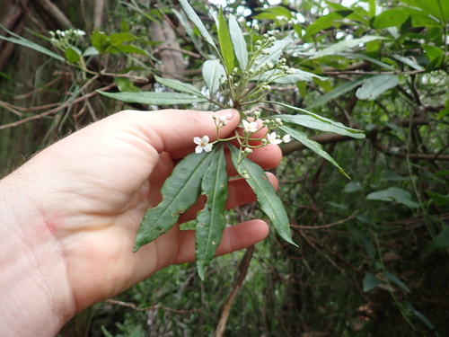 Zieria arborescens, photograph 4
