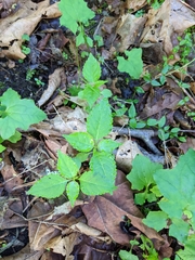 Impatiens parviflora