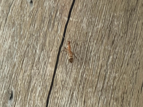 Camponotus variegatus observed 2026-09-08