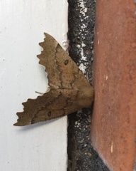 Odontopera bidentata