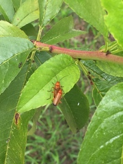 Rhagonycha fulva