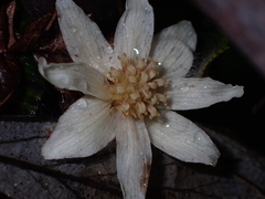 Atherosperma moschatum