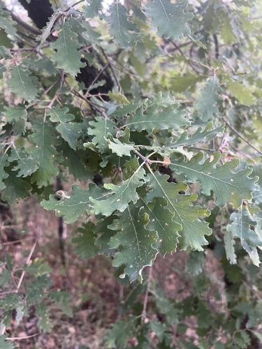 downy oak