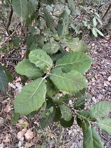Holm oak