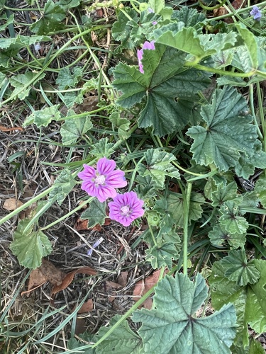 Common Mallow