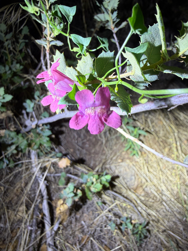 Snapdragon Vine