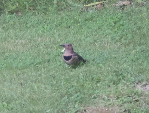 Northern Flicker
