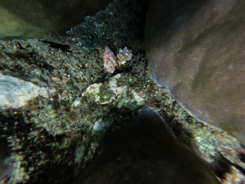Calcinus minutus observed 2026-09-09