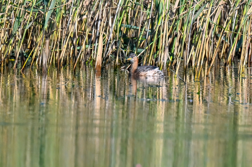 iNaturalist: (c) Александр Балаев, some rights reserved (CC BY-NC), uploaded by Александр Балаев iNaturalist image