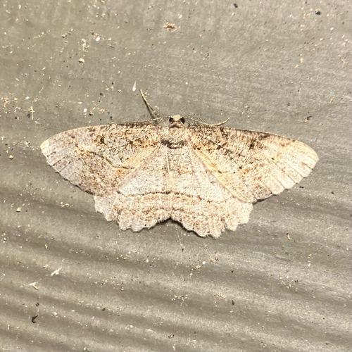 Brown-lined Looper