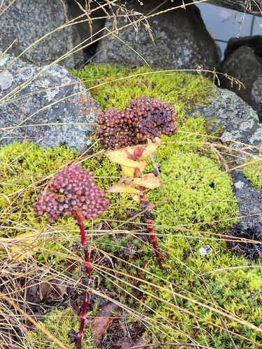 Great Stonecrop