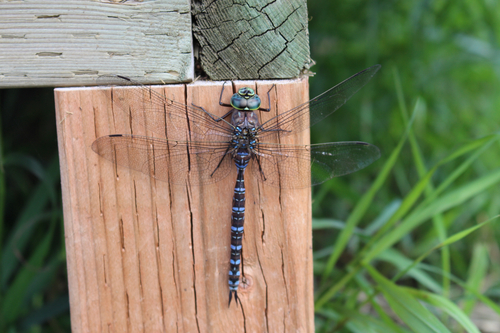 Lake Darner