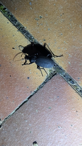 Leather Beetle