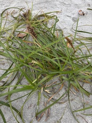 Carex macrocephala, photograph (c) Abby Hyde, some rights reserved (CC BY)