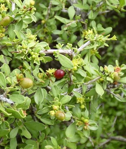 little buckthorn