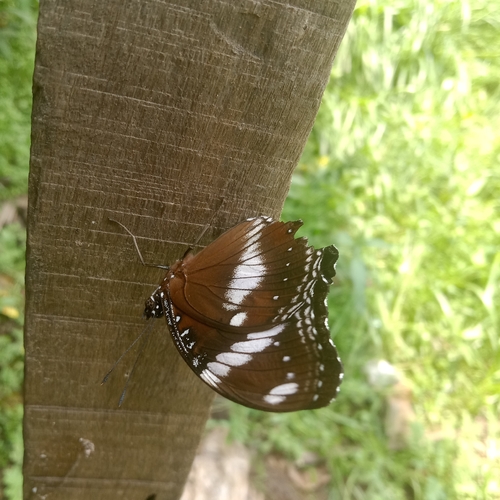 Hypolimnas bolina