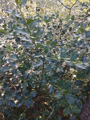 European holly