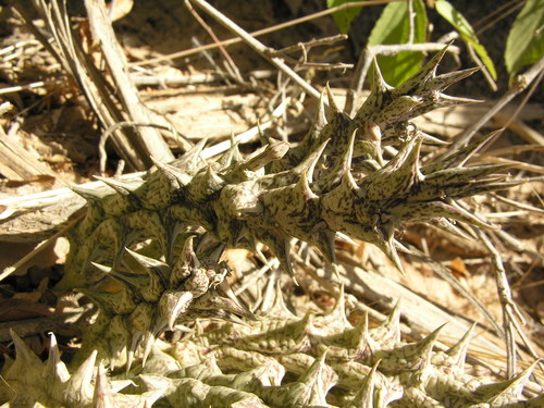 Orbea decaisneana 3