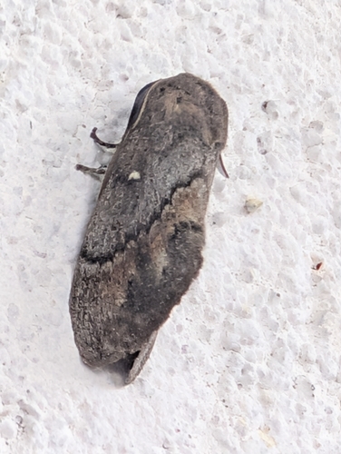 Pine-tree Lappet