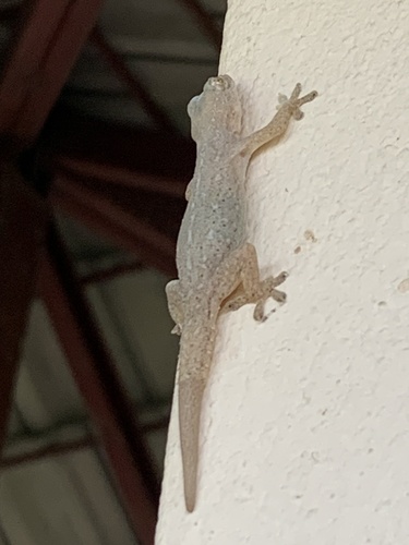 Asian House Gecko