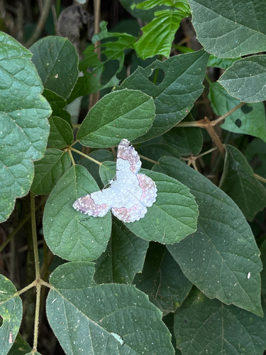 Pingasa ruginaria