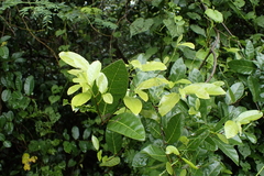 Malaisia scandens, photograph (c) Licheng Shih, some rights reserved (CC BY)
