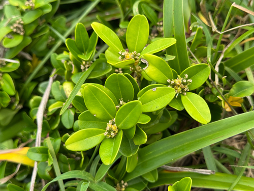 Buxus liukiuensis, 2026-09-09