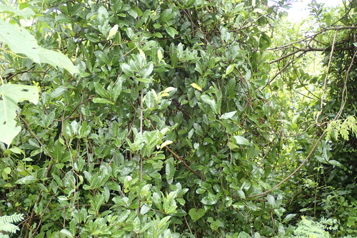 Malaisia scandens, photograph 5