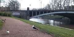 Larus fuscus