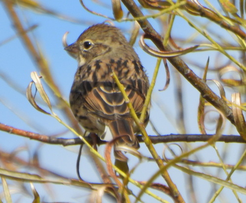 Escribano enmascarado (Emberiza spodocephala)
