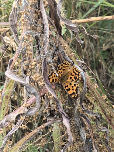 Asian Comma