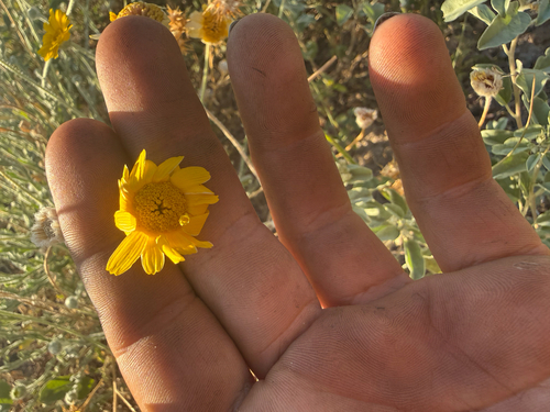 hairyseed bahia